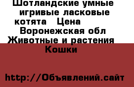 Шотландские умные, игривые,ласковые котята › Цена ­ 6 000 - Воронежская обл. Животные и растения » Кошки   